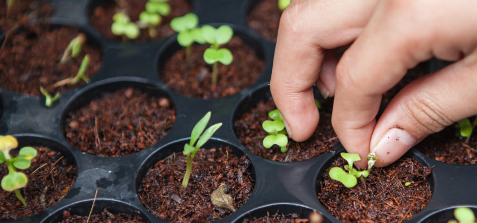 Kleine Gartenkunde: Wann pflanze ich was am besten?