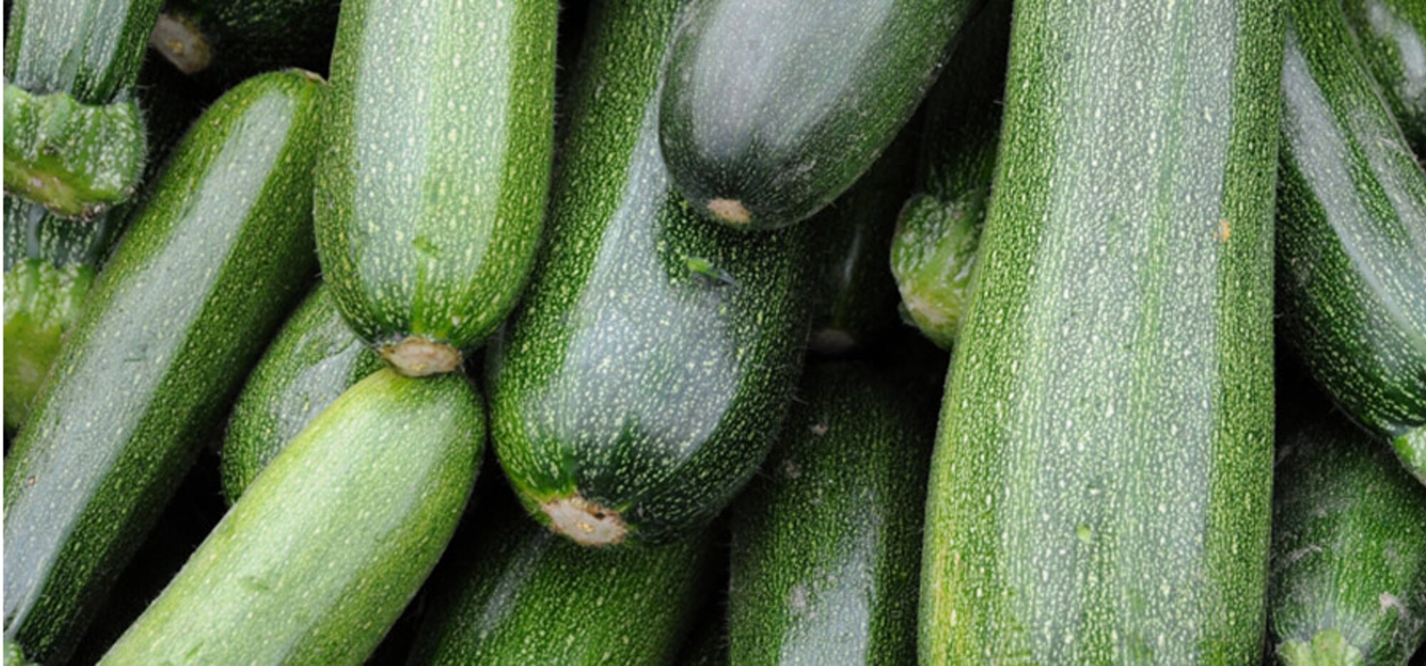 Gemüse-Lexikon: Zucchini