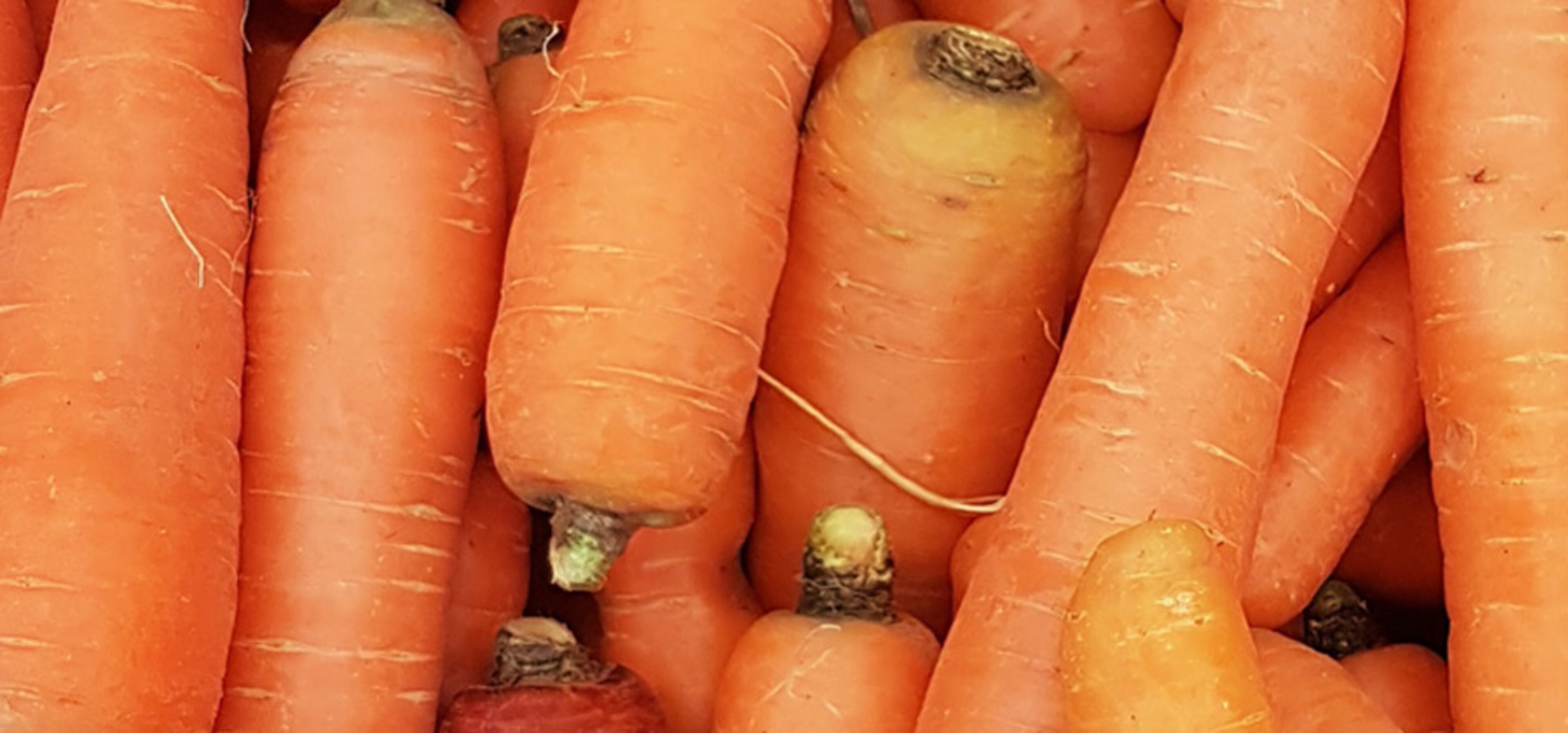Gemüse-Lexikon: Karotten | Carl Kühne KG