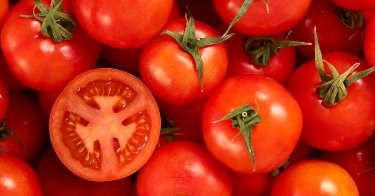 GemüseLexikon Tomate Carl Kühne KG
