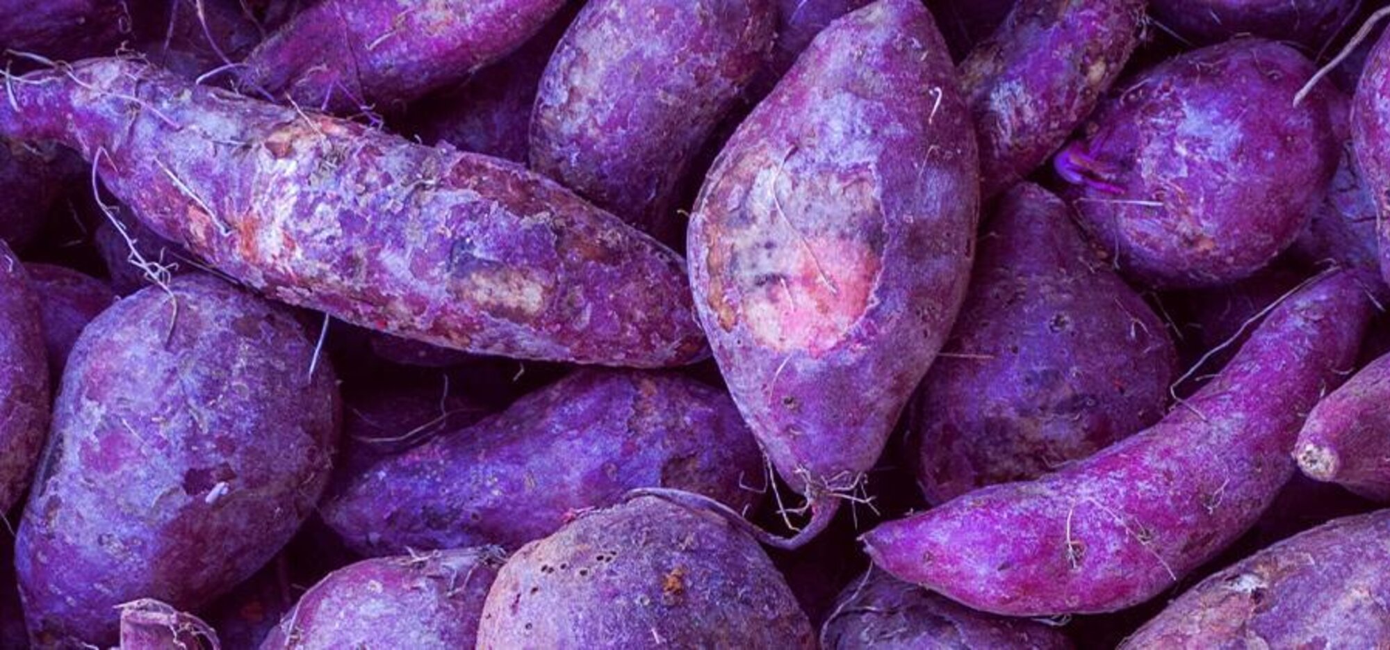 Gemüsesorte: lila Süßkartoffeln